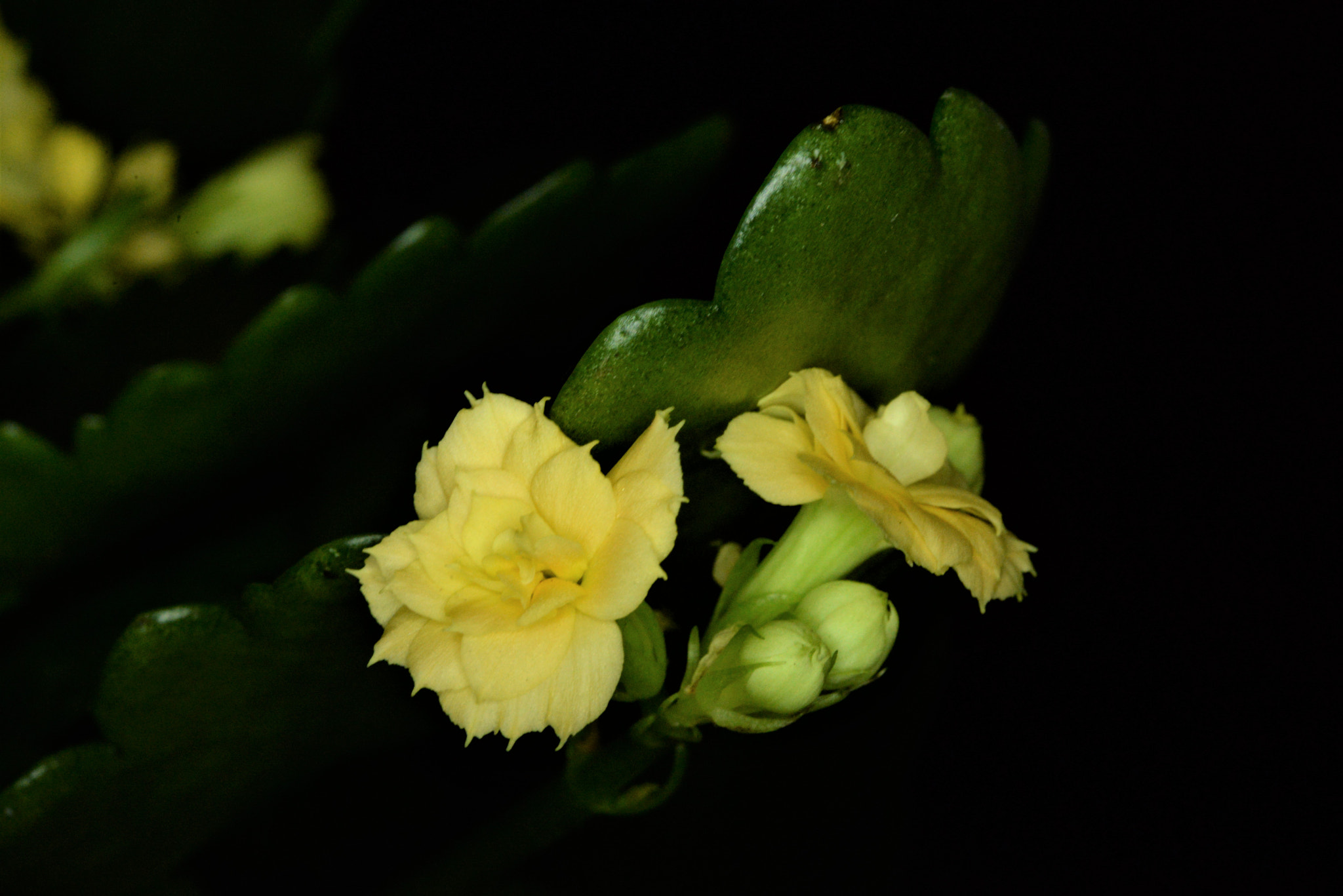 Sigma 105mm F2.8 EX DG OS HSM sample photo