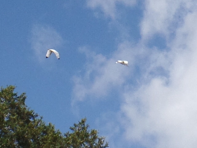Samsung WB350F/WB351F/WB352F sample photo. Florida egret flight photography