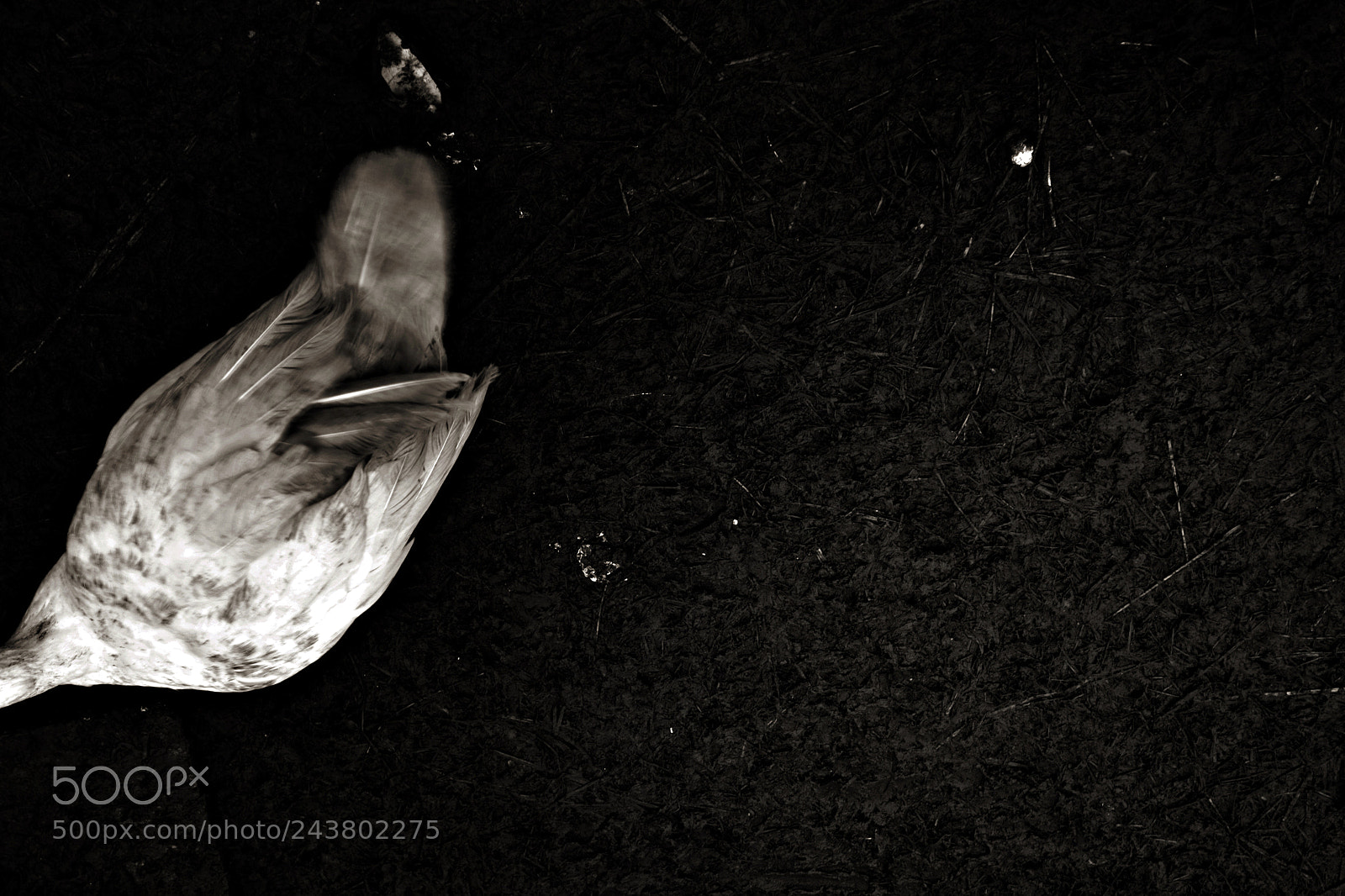 Nikon D3100 sample photo. Duck photography
