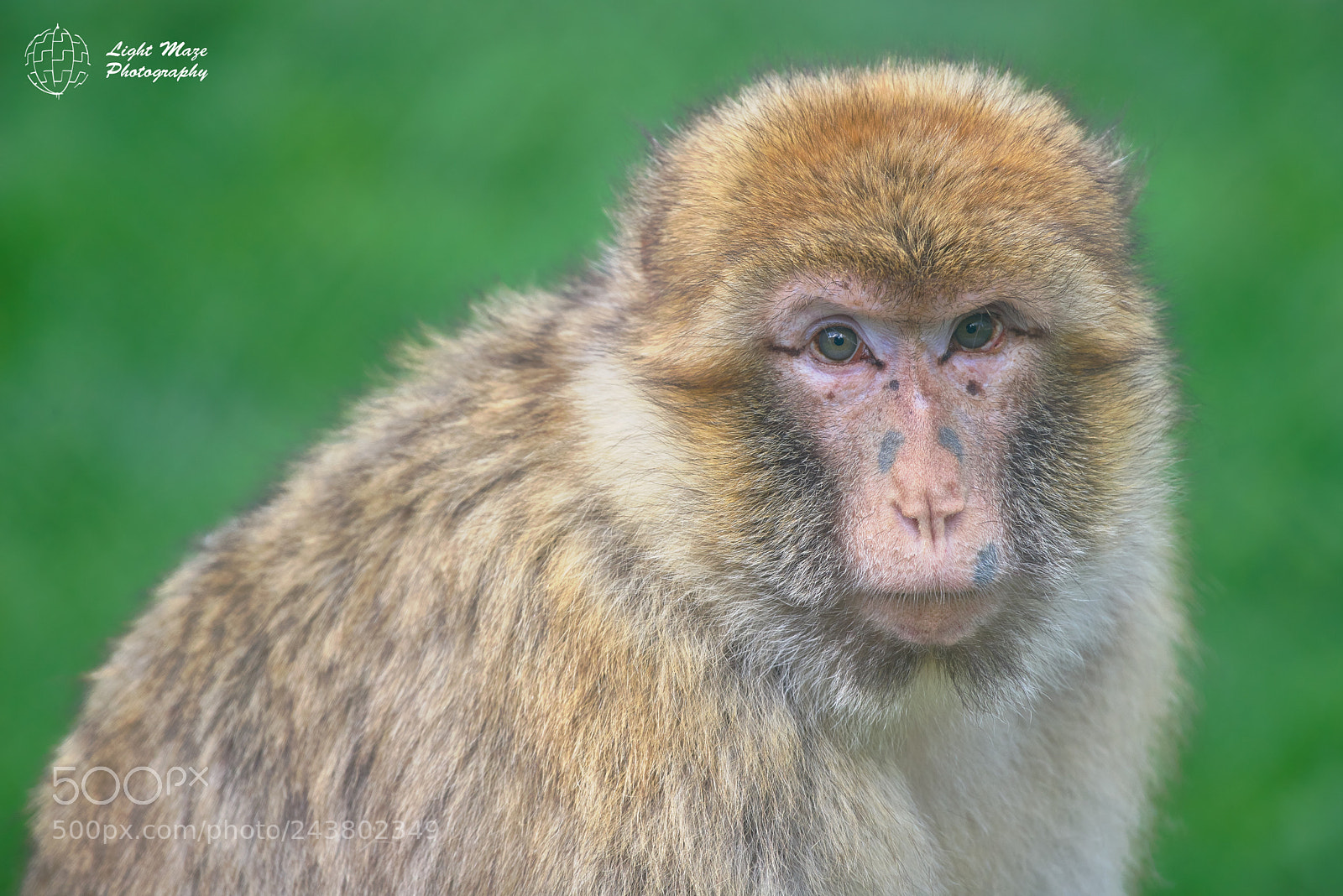 Nikon D800E sample photo. The monkey photography