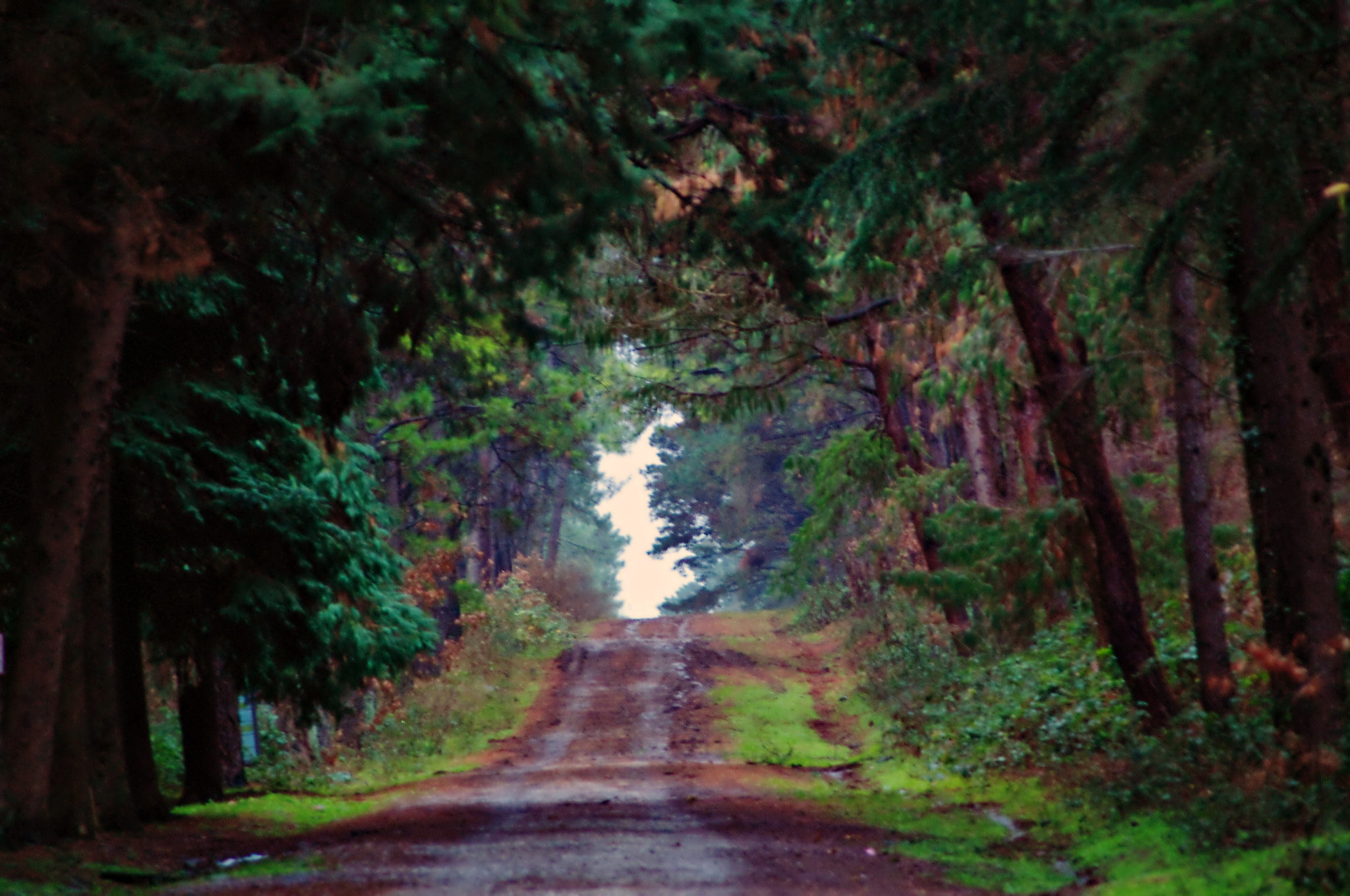 smc PENTAX-DA L 55-300mm F4-5.8 ED sample photo. The way of forest photography
