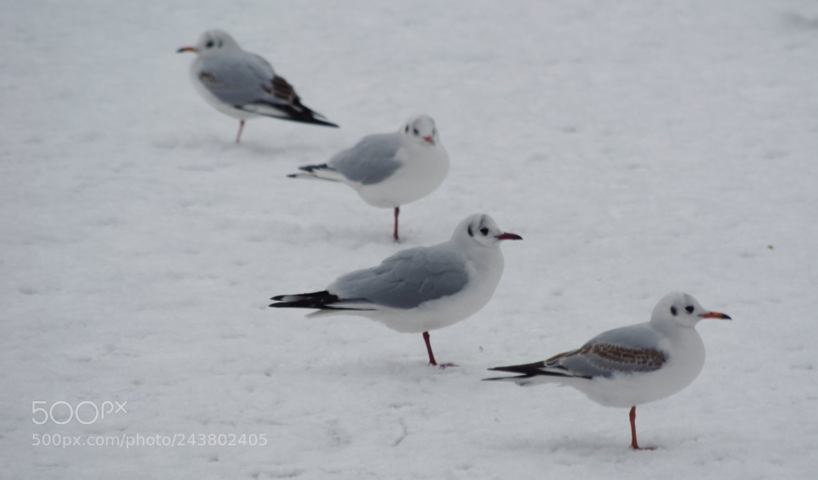 Pentax K200D sample photo. 4 legs photography
