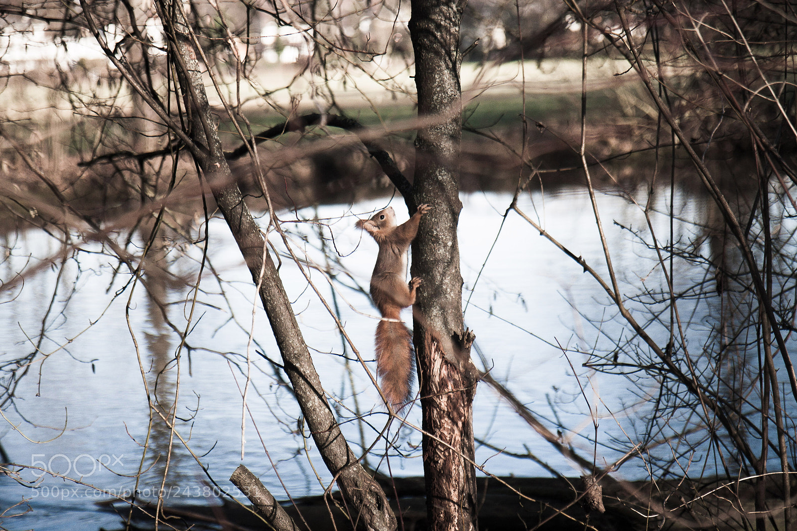 Canon EOS 30D sample photo. Squirrel photography