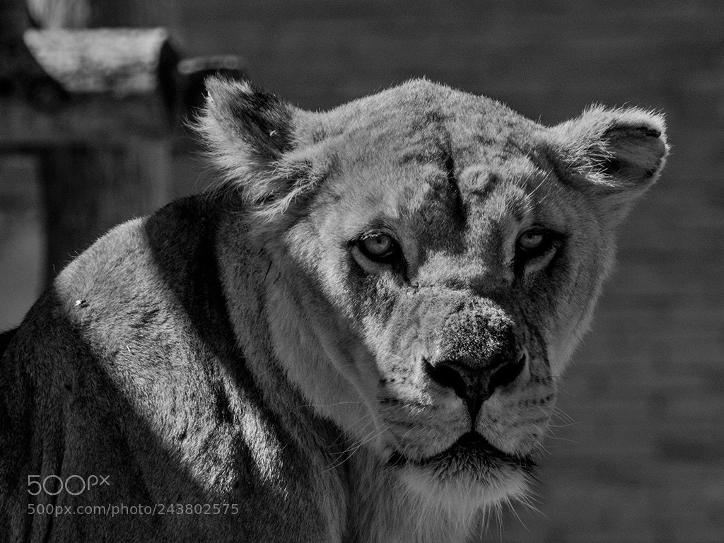 Nikon D7100 sample photo. Lion 2 photography