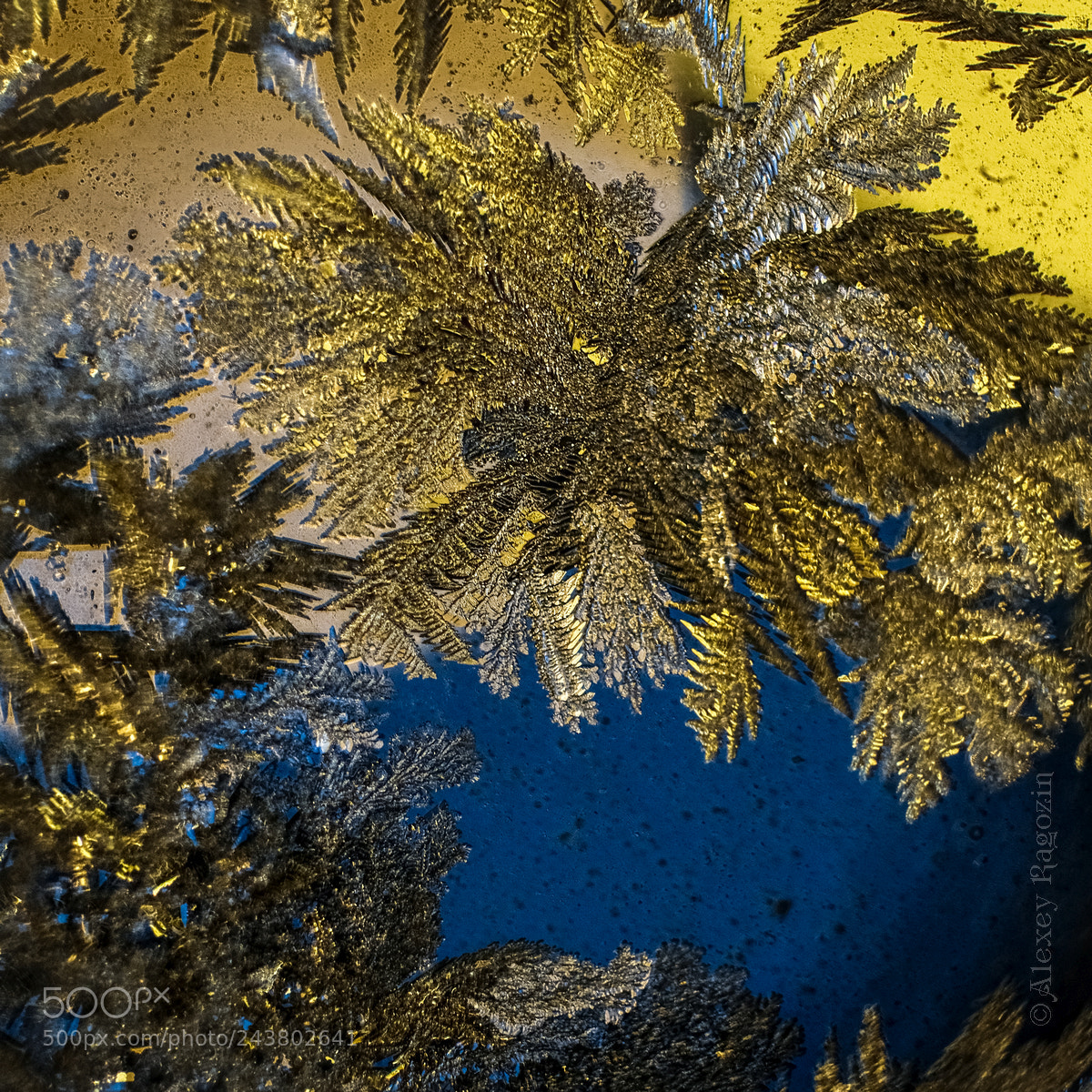 Fujifilm X-T2 sample photo. Epaulettes for general winter photography