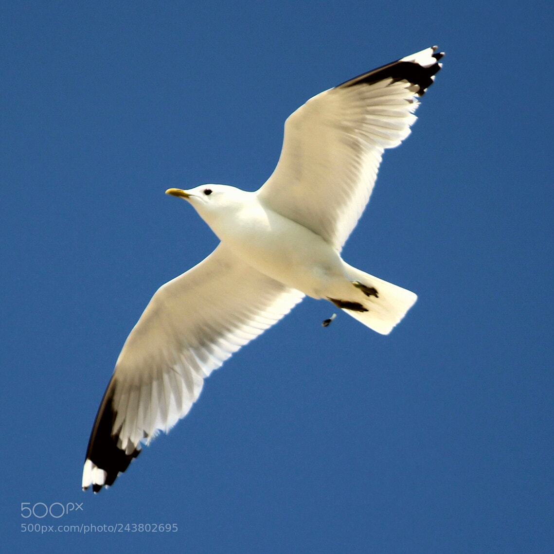 Canon EOS 1300D (EOS Rebel T6 / EOS Kiss X80) sample photo. Sea gull fly and photography
