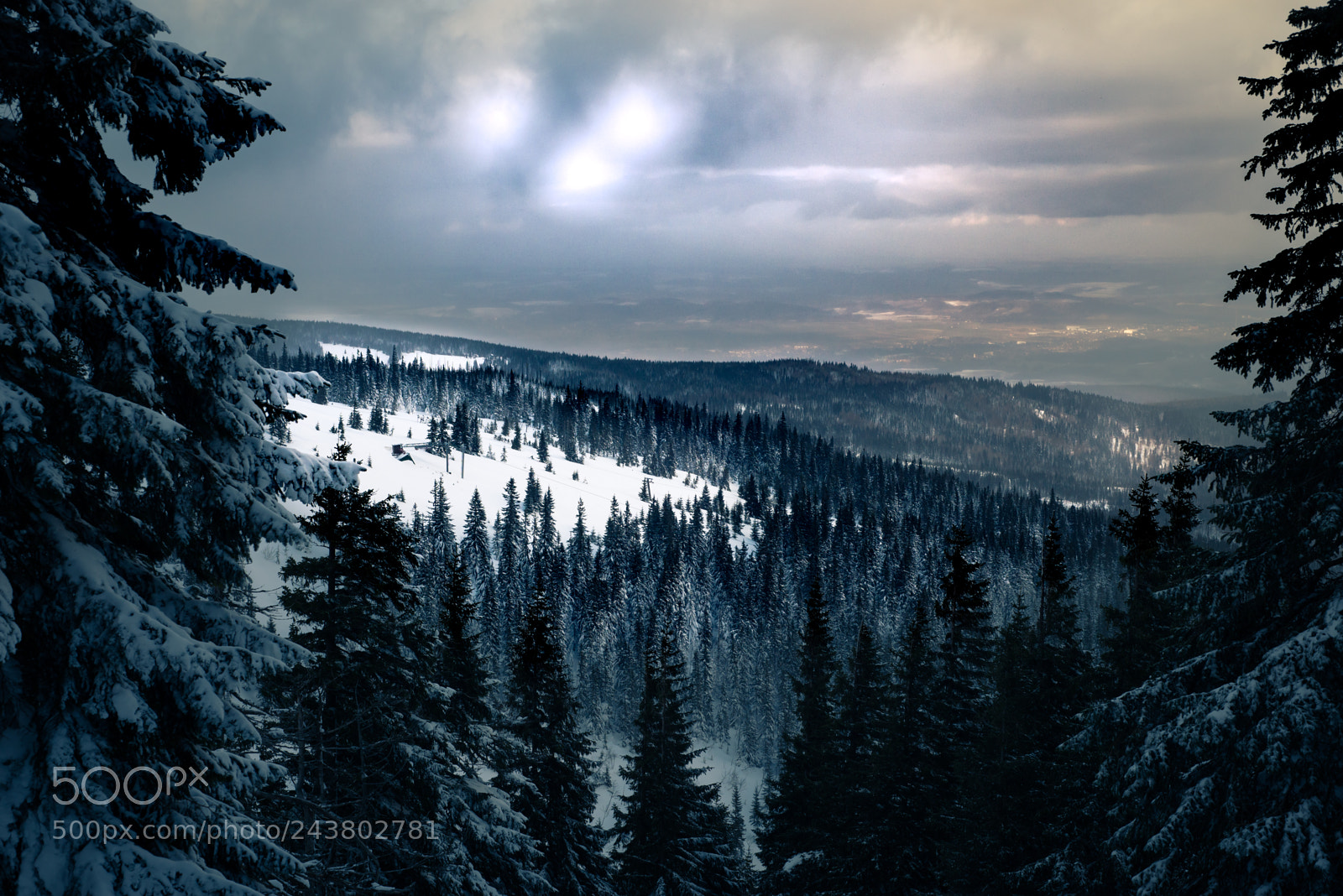 Nikon D610 sample photo. Forest photography