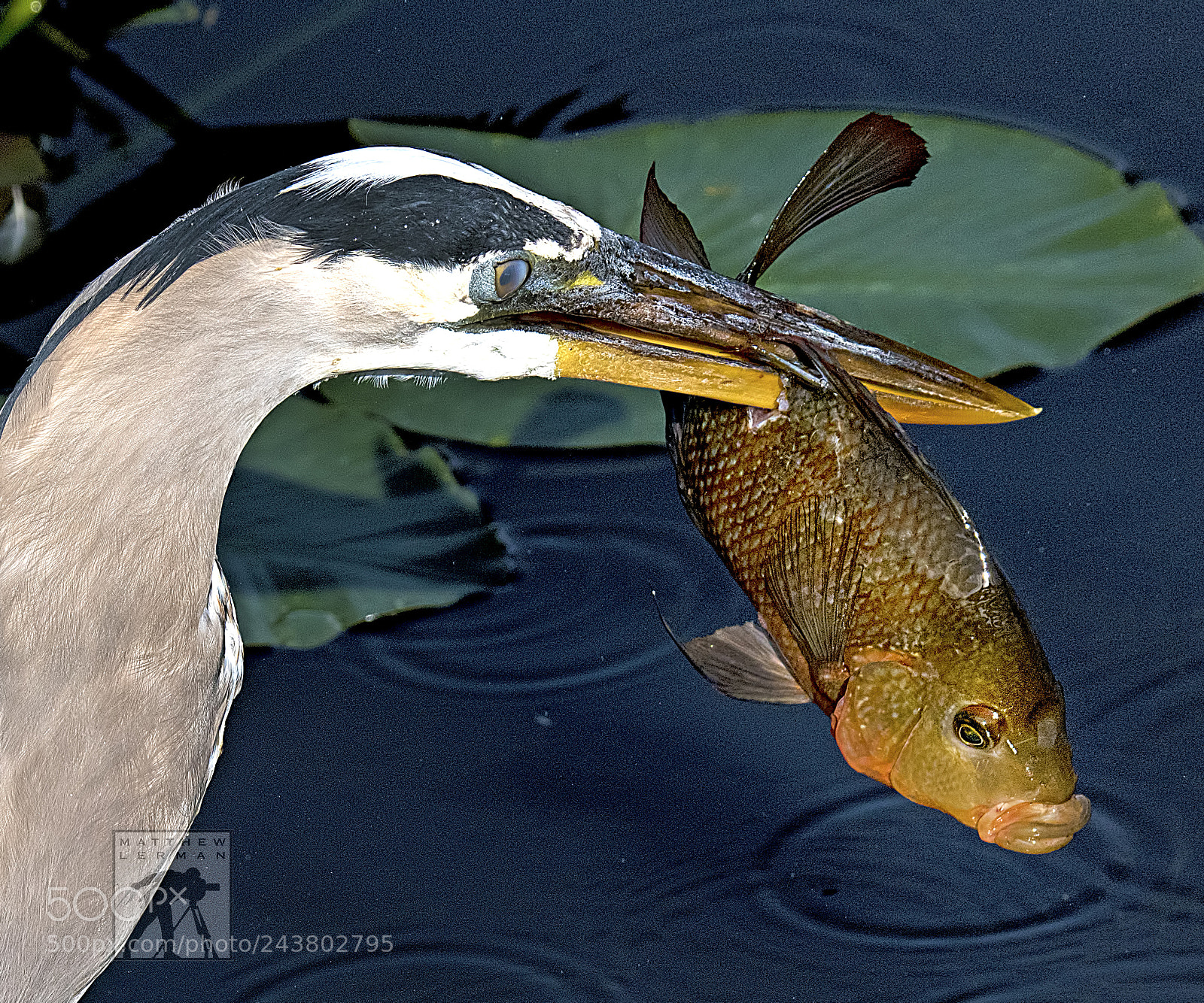 Nikon D810 sample photo. Oh ! photography