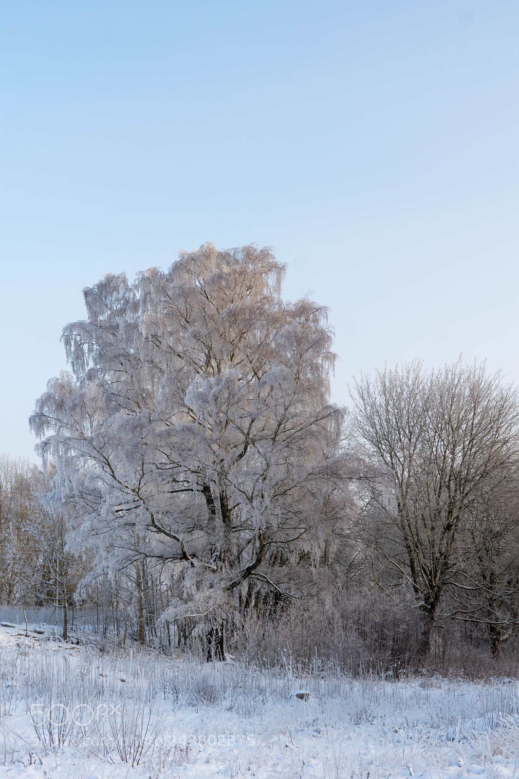 Sony ILCA-77M2 sample photo. Frost 3 photography