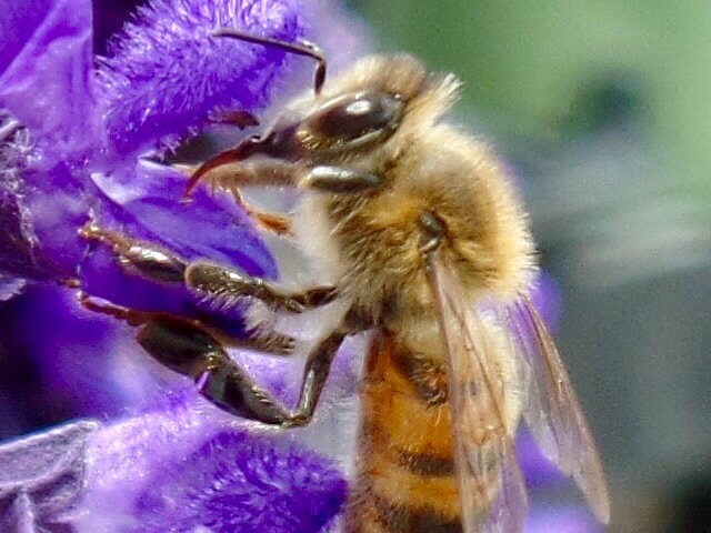 Samsung WB350F/WB351F/WB352F sample photo. Bee photography