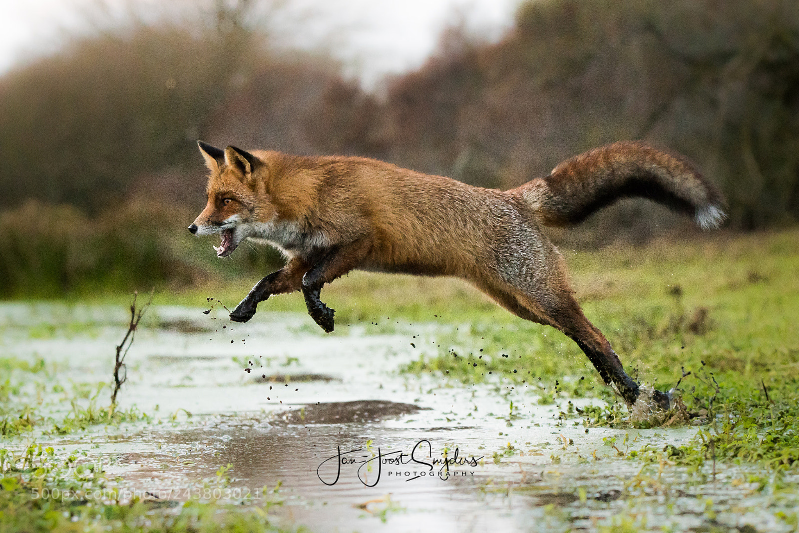 Nikon D500 sample photo. This fox was on photography