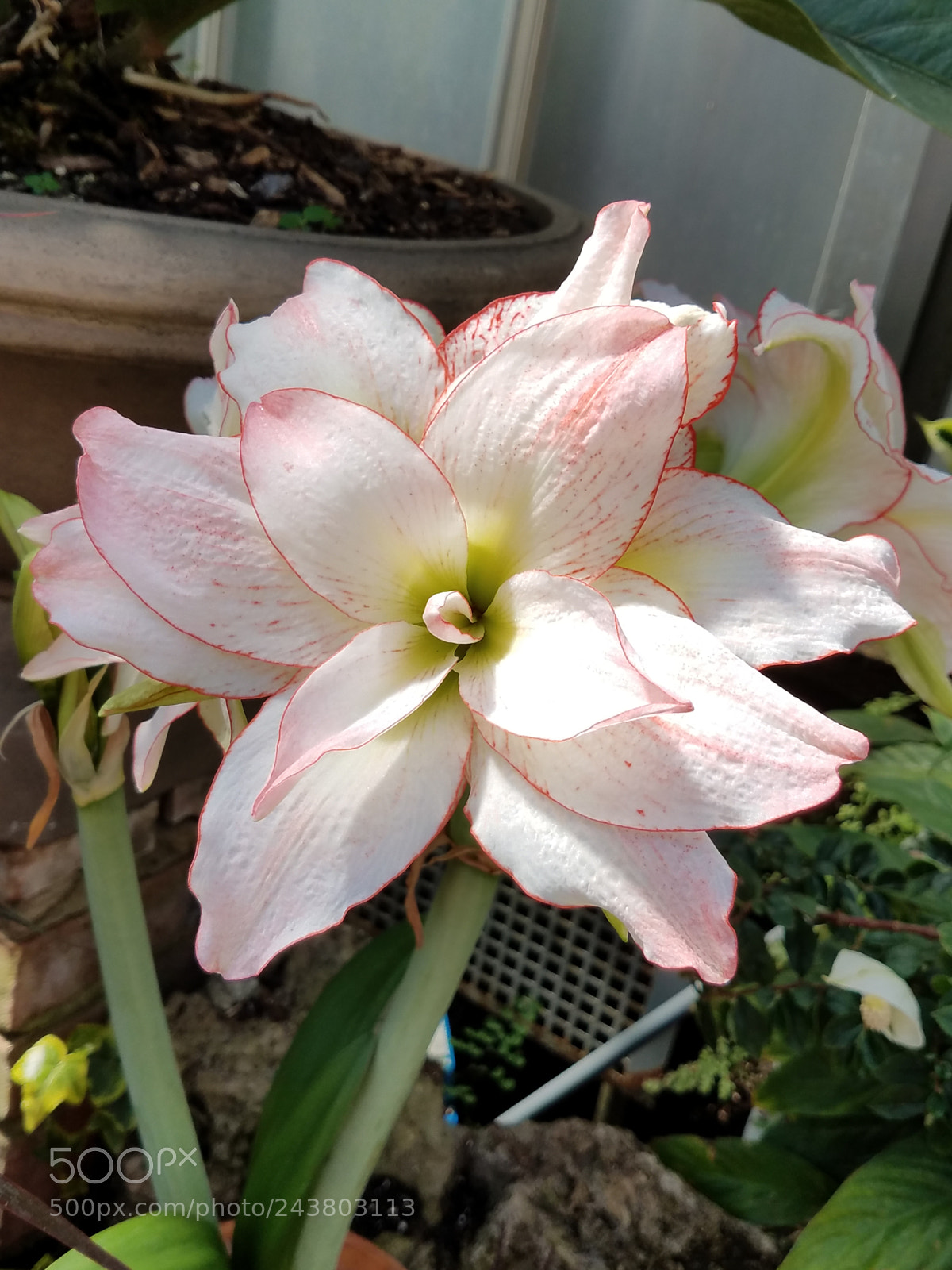 Samsung Galaxy S7 Edge sample photo. Blooming photography