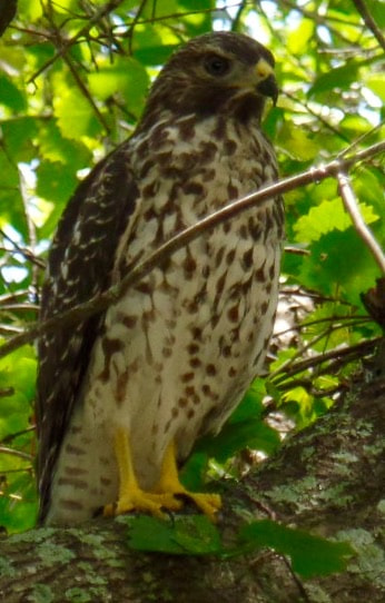 Samsung WB350F/WB351F/WB352F sample photo. Florida hawk in the backyard tree photography