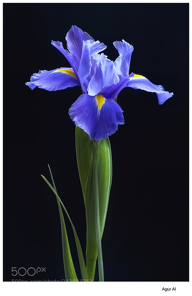 Nikon D80 sample photo. Iris photography