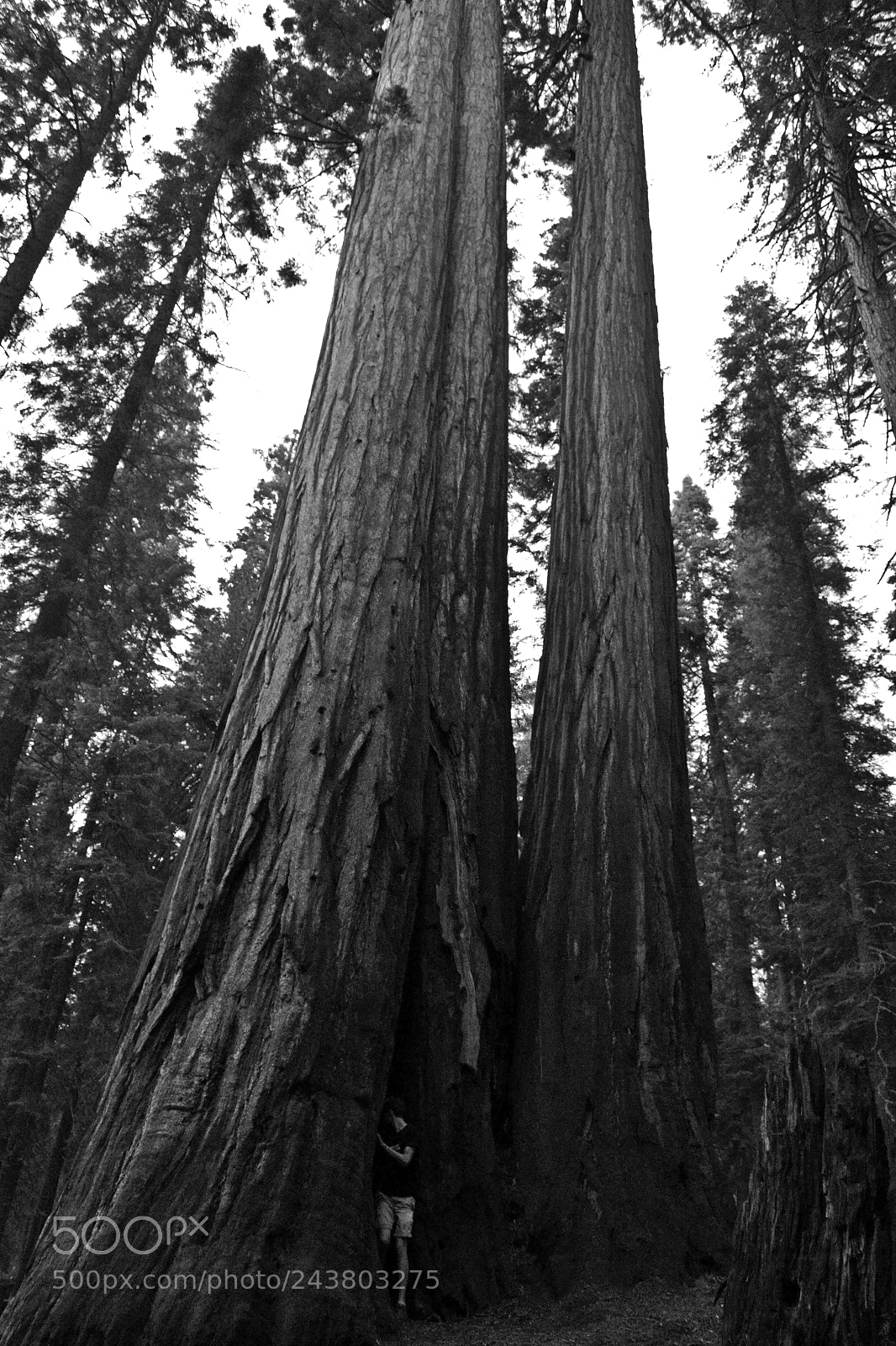 Nikon D3100 sample photo. Safe in sequoias photography