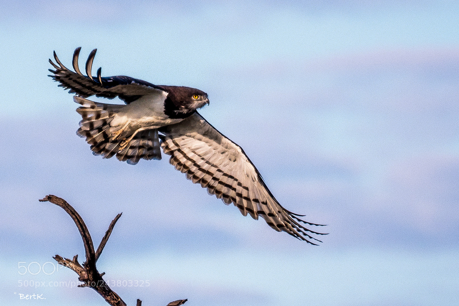 Nikon D500 sample photo. Black chested snake eagle.  photography