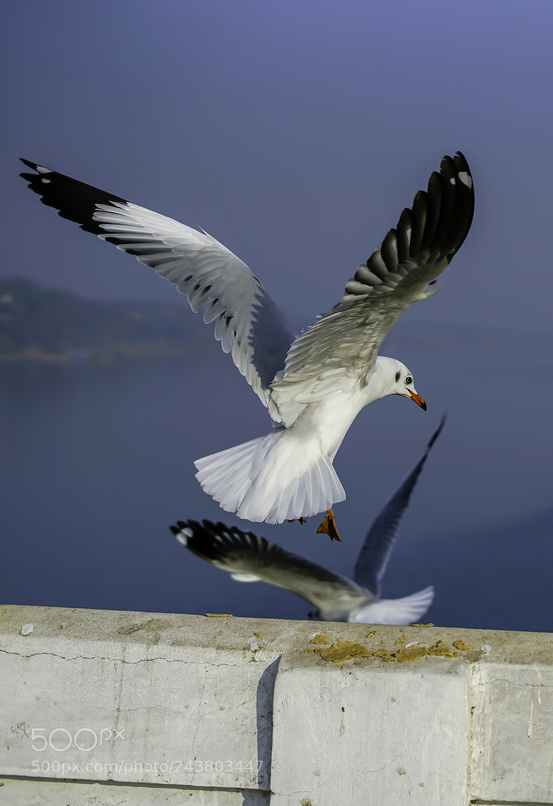 Sony a7R II sample photo. Seagull crosswind landing photography