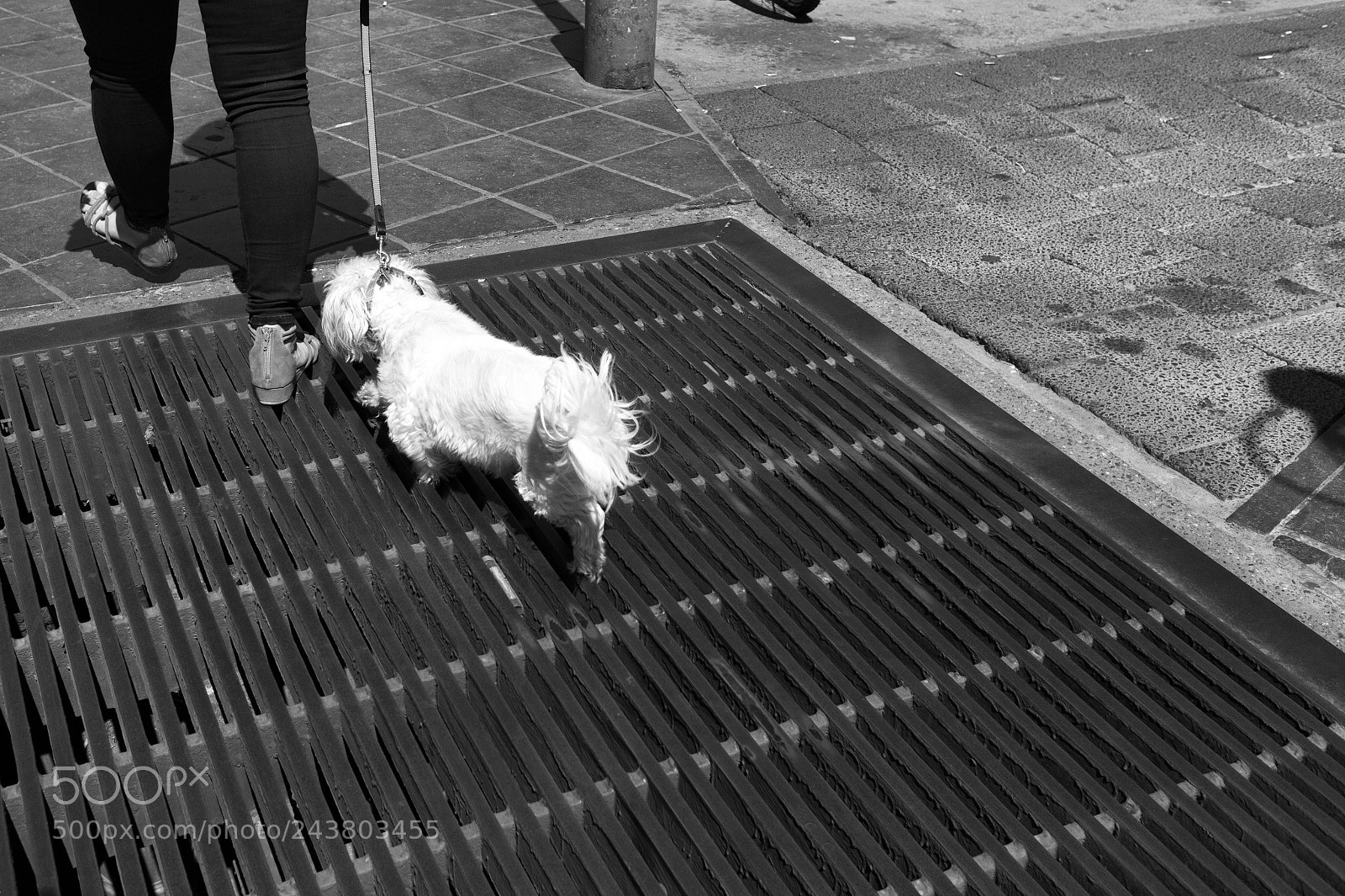 Canon EOS M sample photo. Dog and grill photography