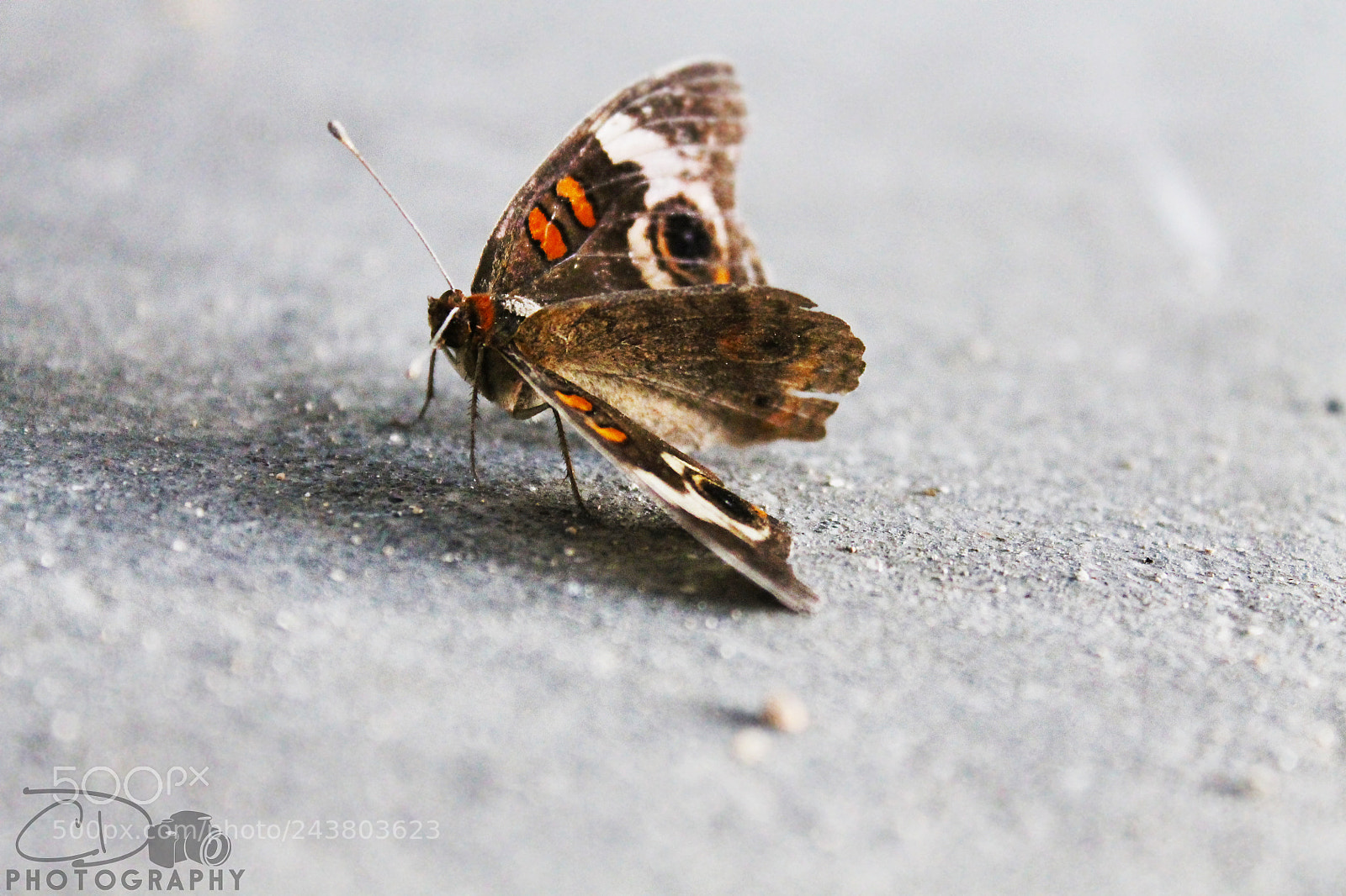 Canon EOS 1100D (EOS Rebel T3 / EOS Kiss X50) sample photo. Moth photography