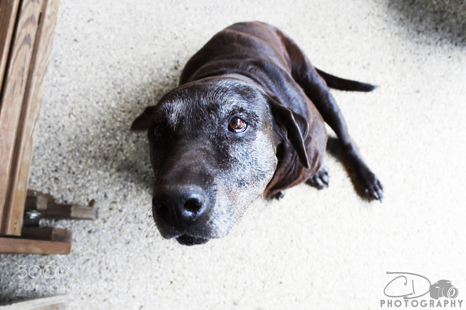 Canon EOS 1100D (EOS Rebel T3 / EOS Kiss X50) sample photo. Dog photography