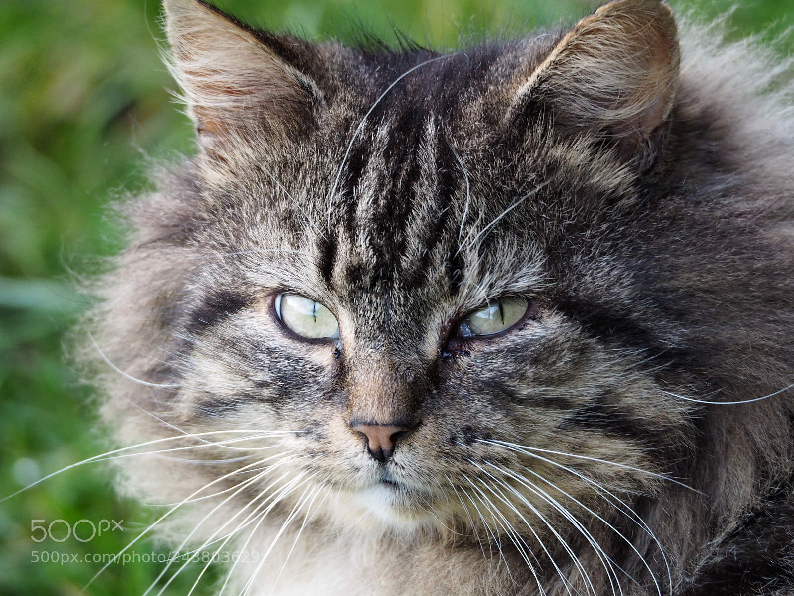 Olympus OM-D E-M5 II sample photo. Here's looking at you photography