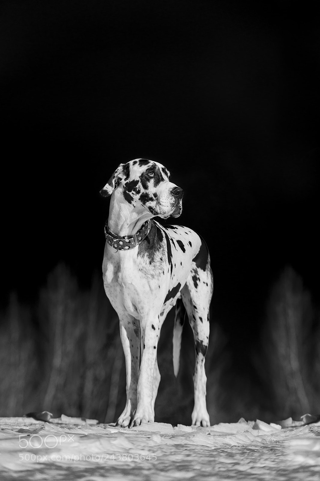 Nikon D610 sample photo. Harlequin photography