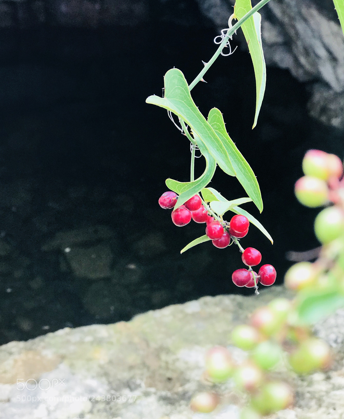 Apple iPhone 7 Plus sample photo. Untitled photography
