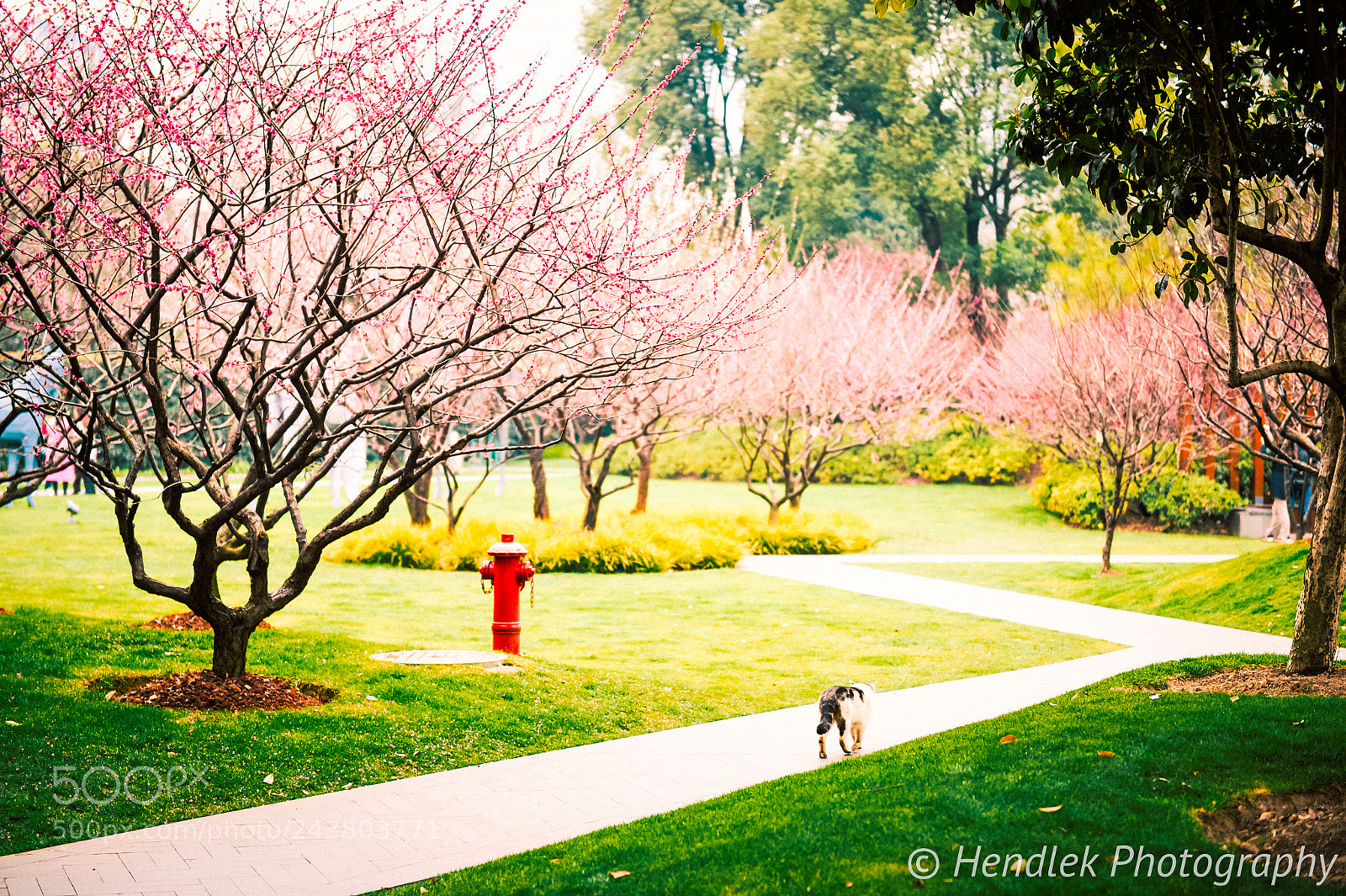 Nikon Df sample photo. Cat under the sakura photography