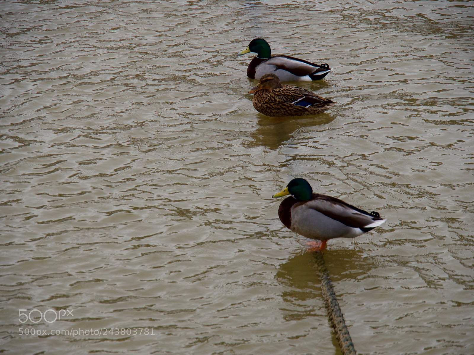 Panasonic Lumix DC-GH5 sample photo. Canard sur cable photography