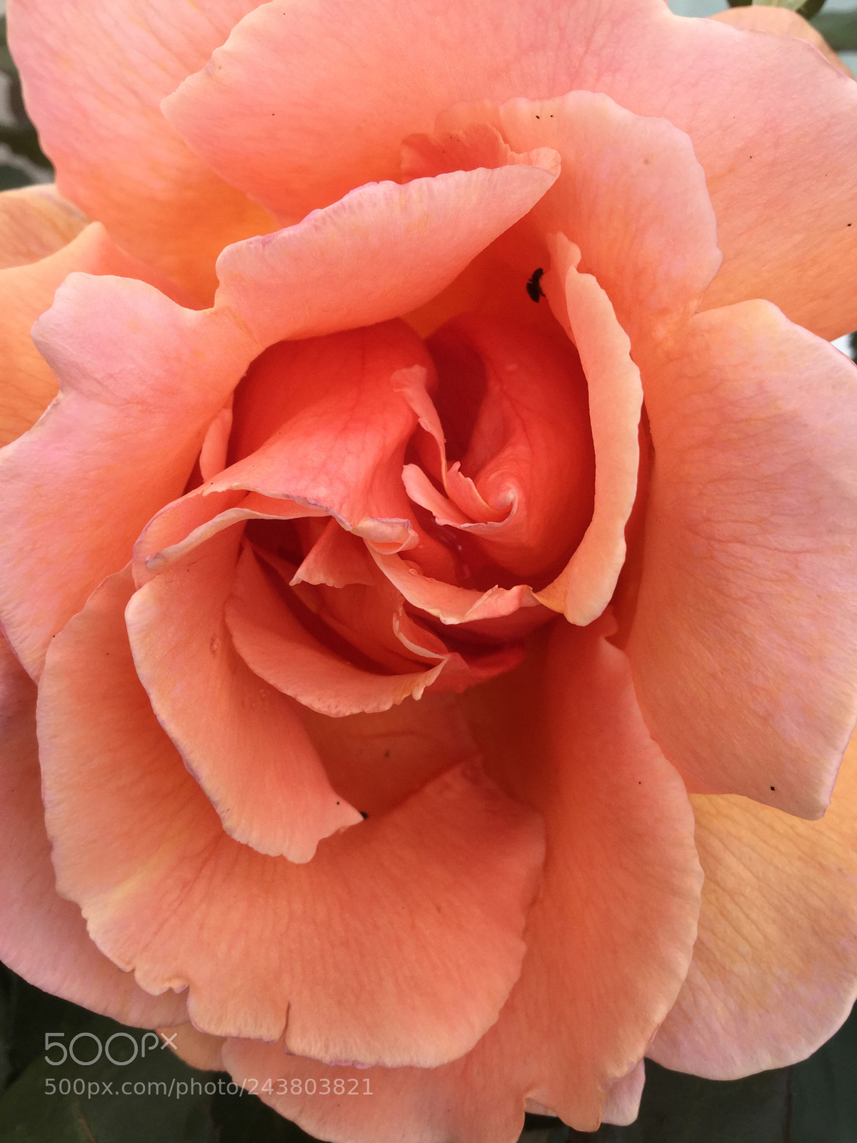 Apple iPod touch sample photo. Heart of a just photography