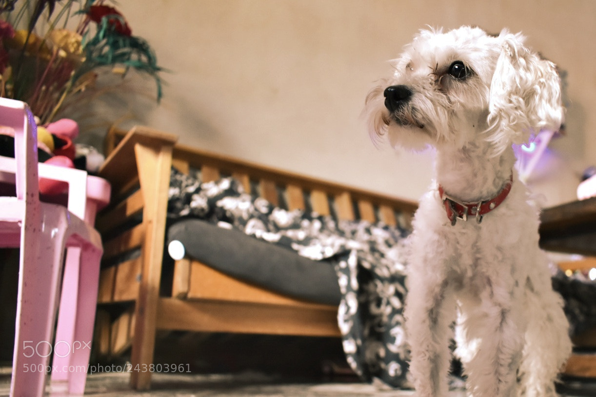 Nikon D5600 sample photo. Untitled photography