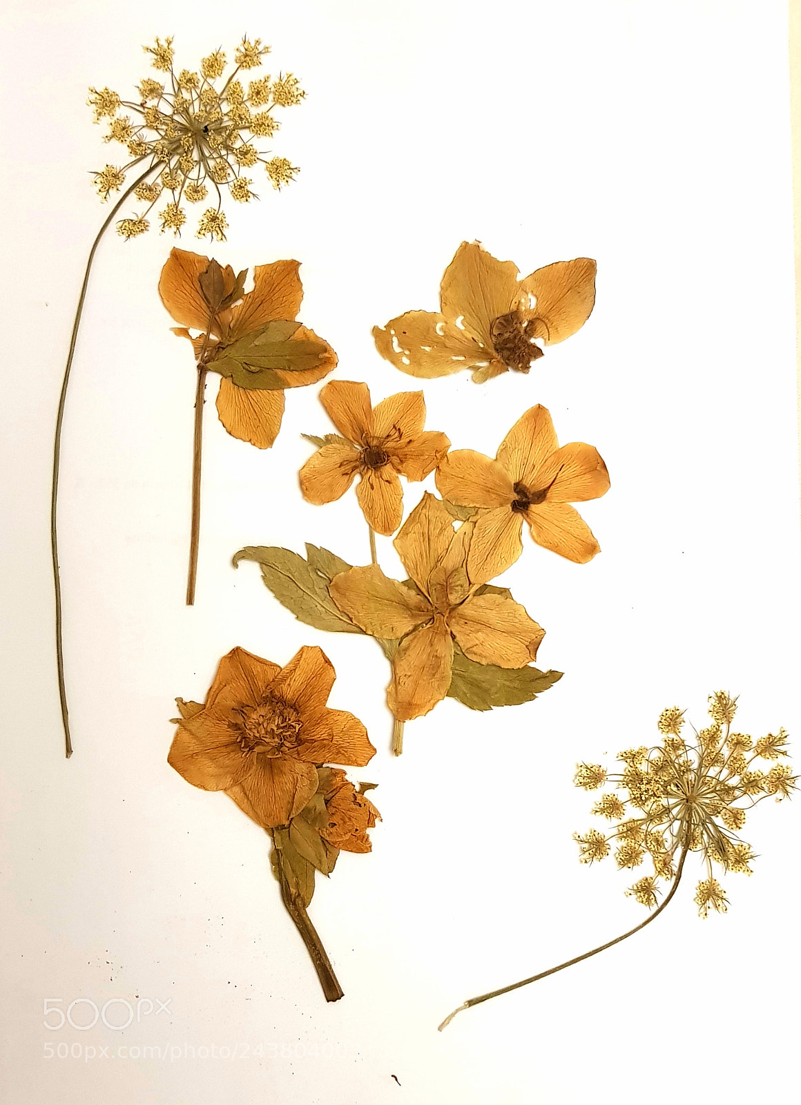 Samsung Galaxy S8+ sample photo. Dry flowers photography