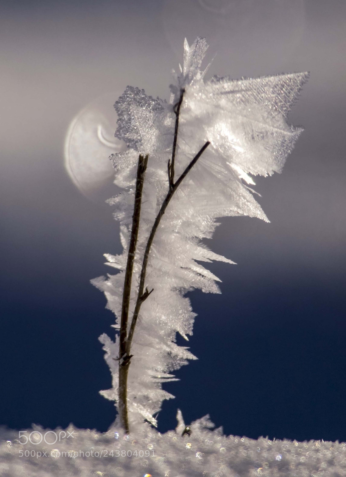 Olympus E-5 sample photo. Ice flower photography
