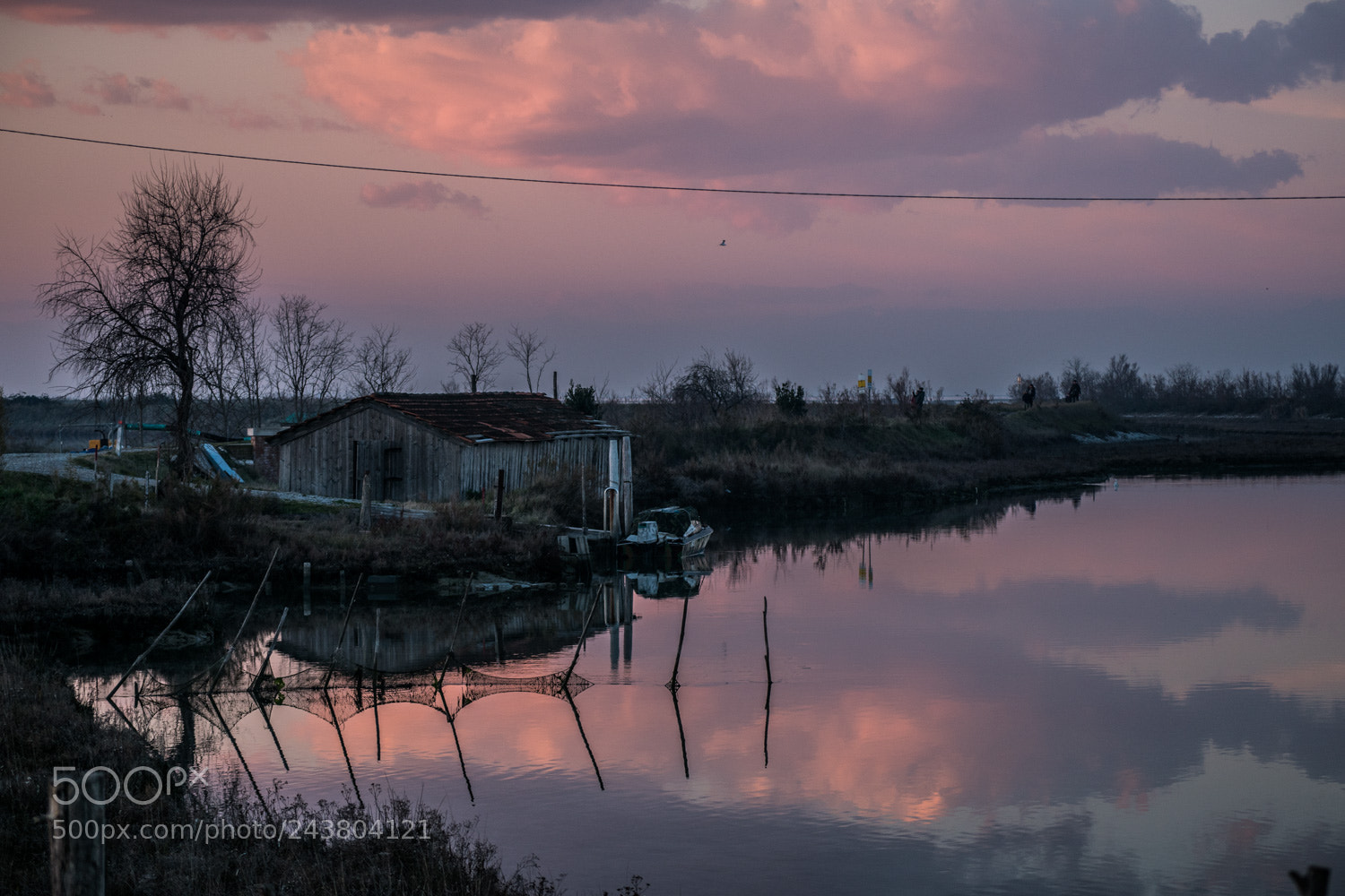 Nikon D5500 sample photo. Rosa... photography