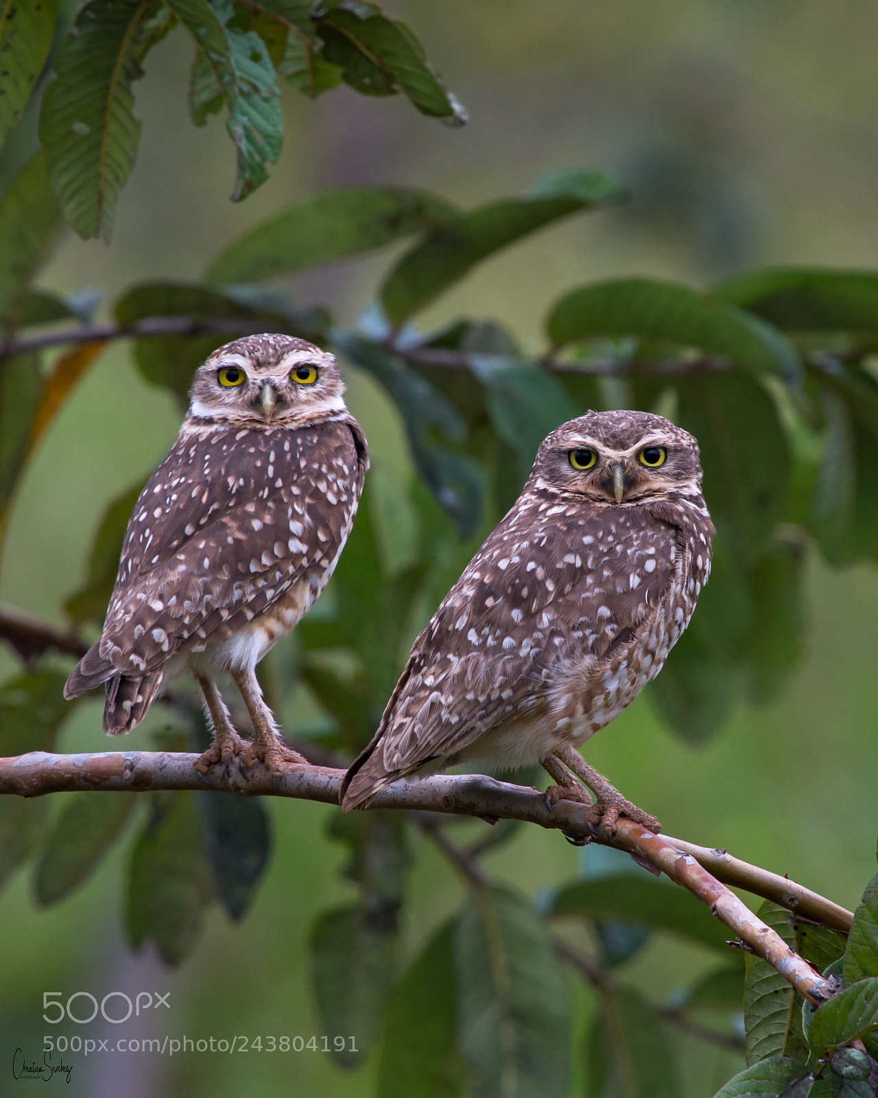 Nikon D4 sample photo. Burrowing owl photography