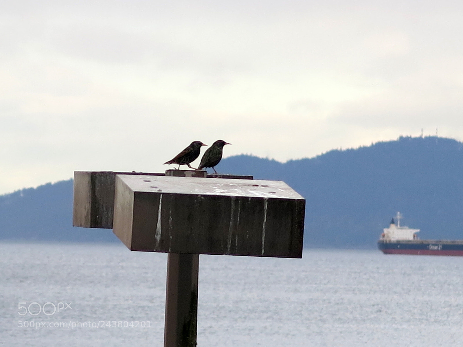 Canon PowerShot G15 sample photo. The life of birds photography