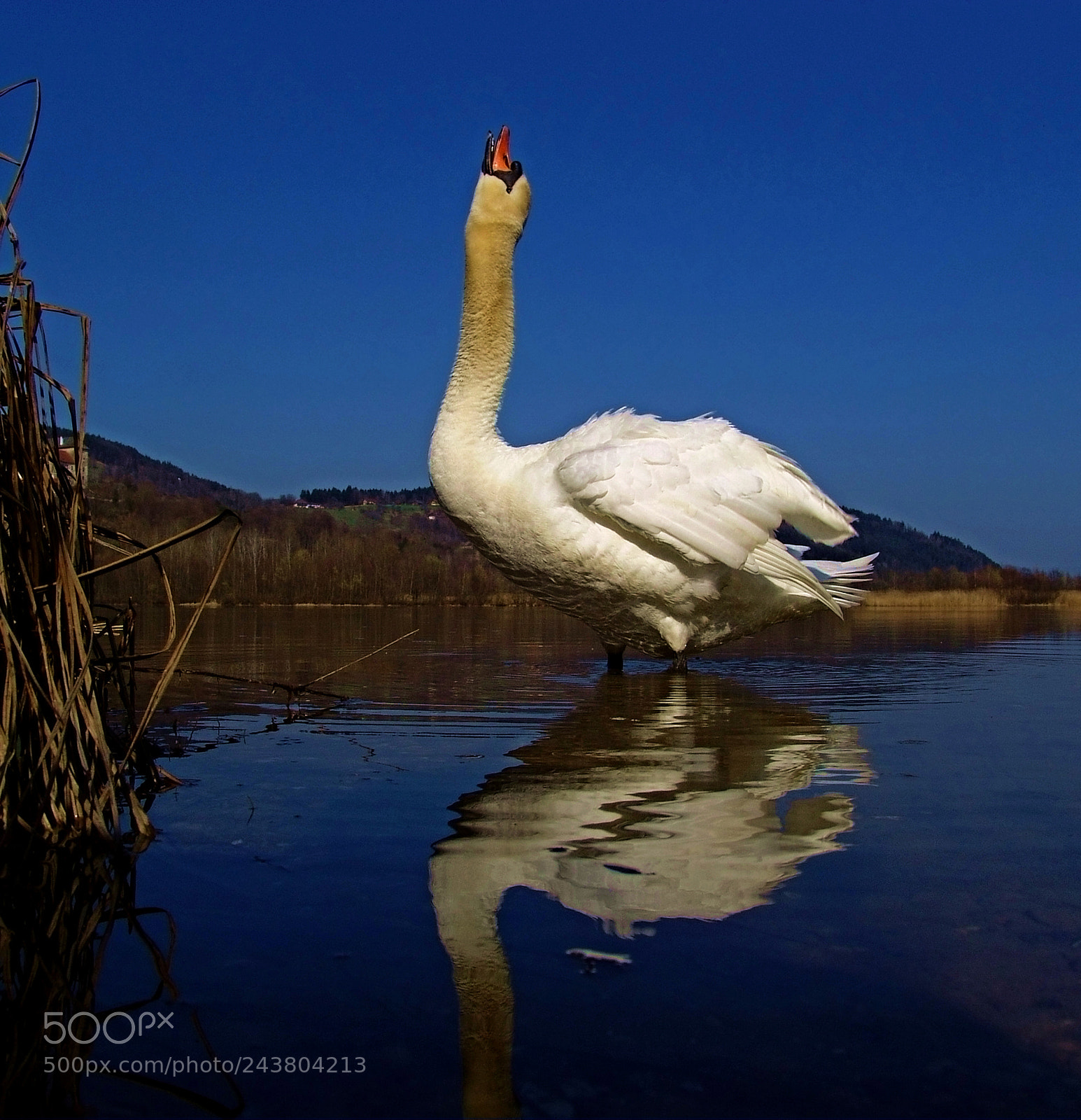 Sony DSC-F828 sample photo. The legendary swan lake2 photography