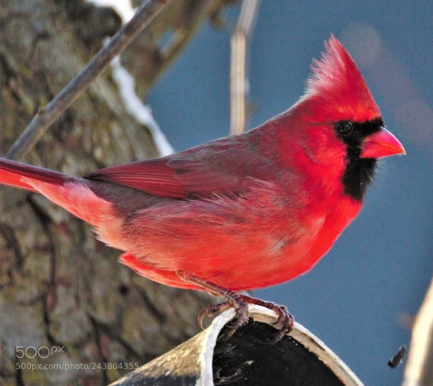 Canon EOS 60D sample photo. Northern cardinal photography