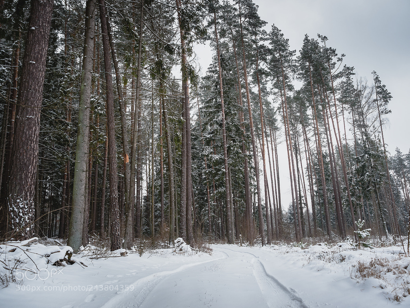 Panasonic Lumix DMC-G6 sample photo. Winter fairy tale photography