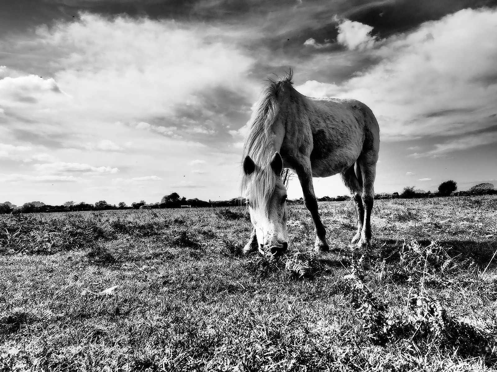 Olympus OM-D E-M5 II sample photo. White horse photography