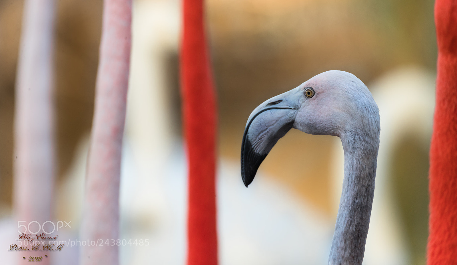Canon EOS-1D X Mark II sample photo. A forest of necks ? photography