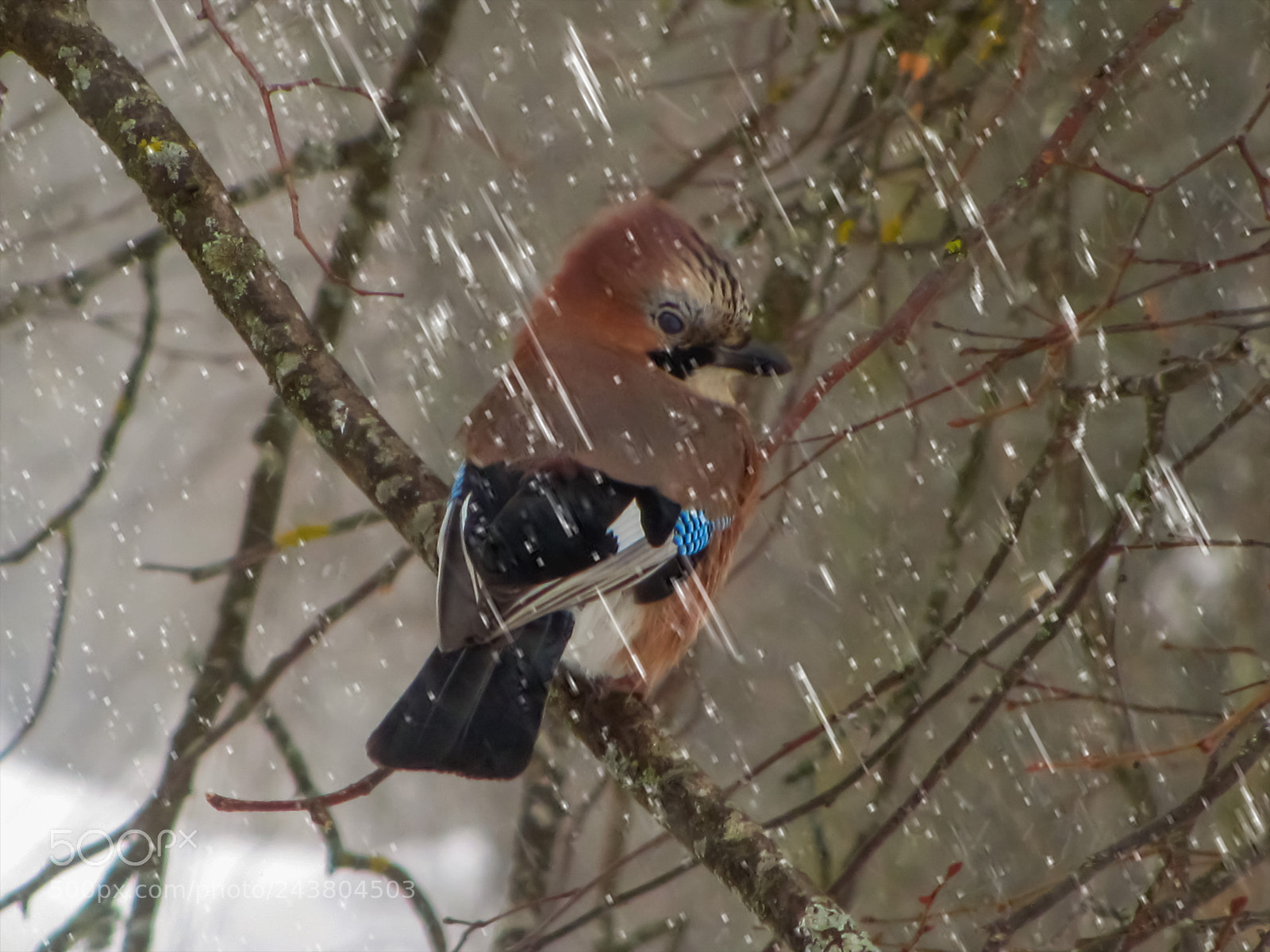 Canon PowerShot SX20 IS sample photo. Jay of my garden photography