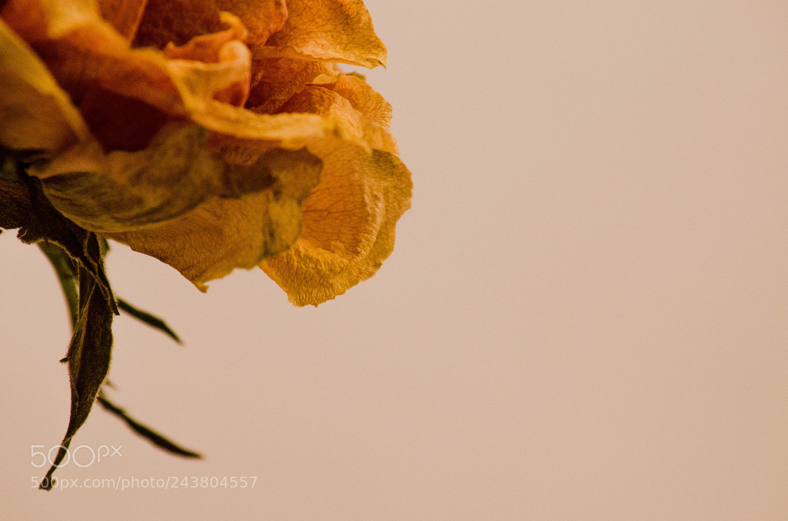 Nikon D5100 sample photo. Withered beauty photography