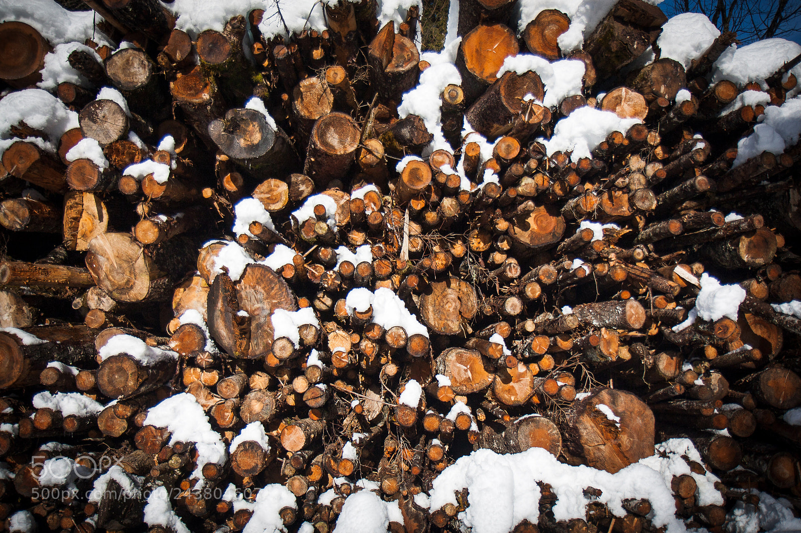 Canon EOS 30D sample photo. Wood photography