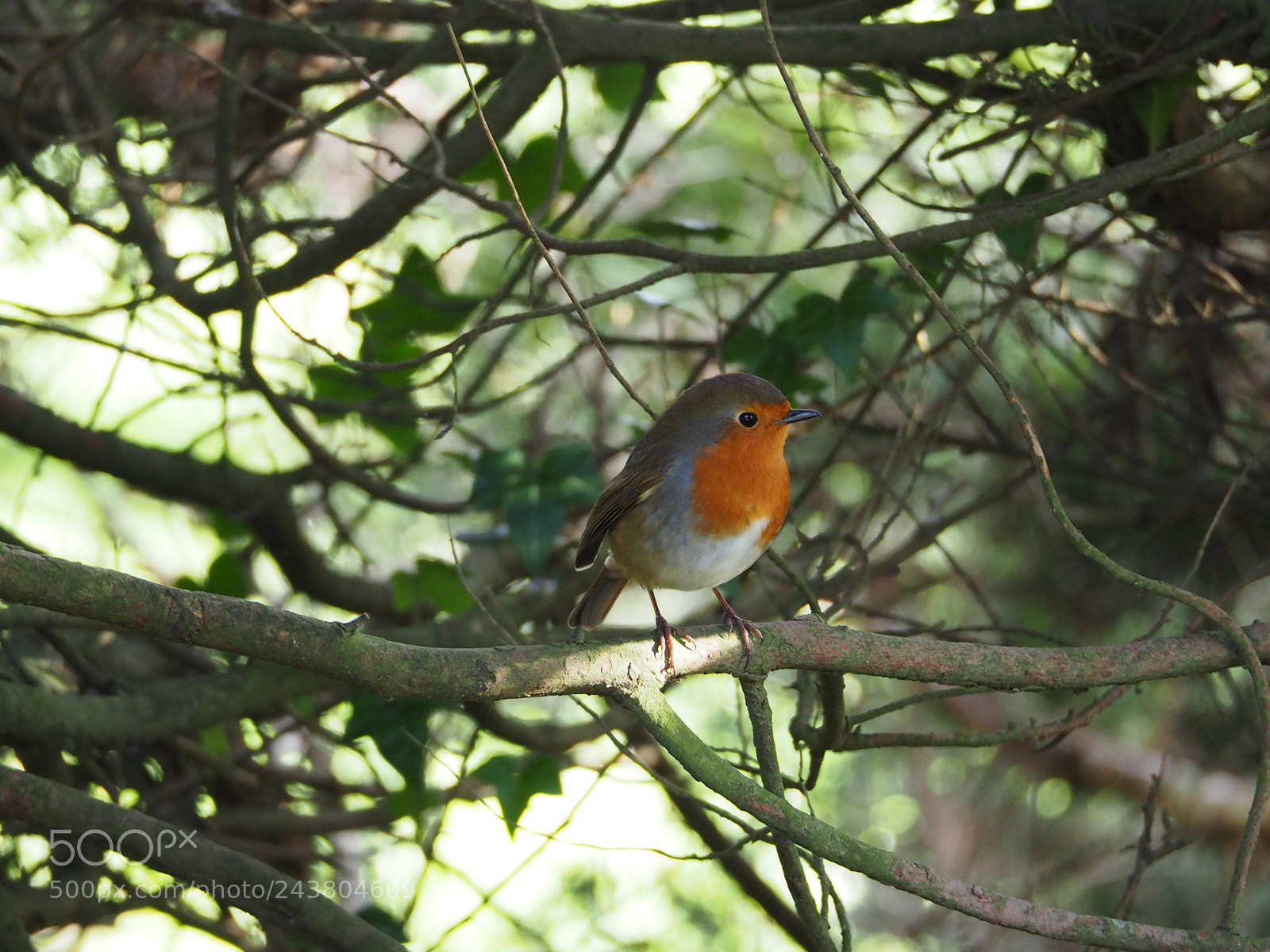Olympus OM-D E-M5 II sample photo. Robin, without batman :) photography