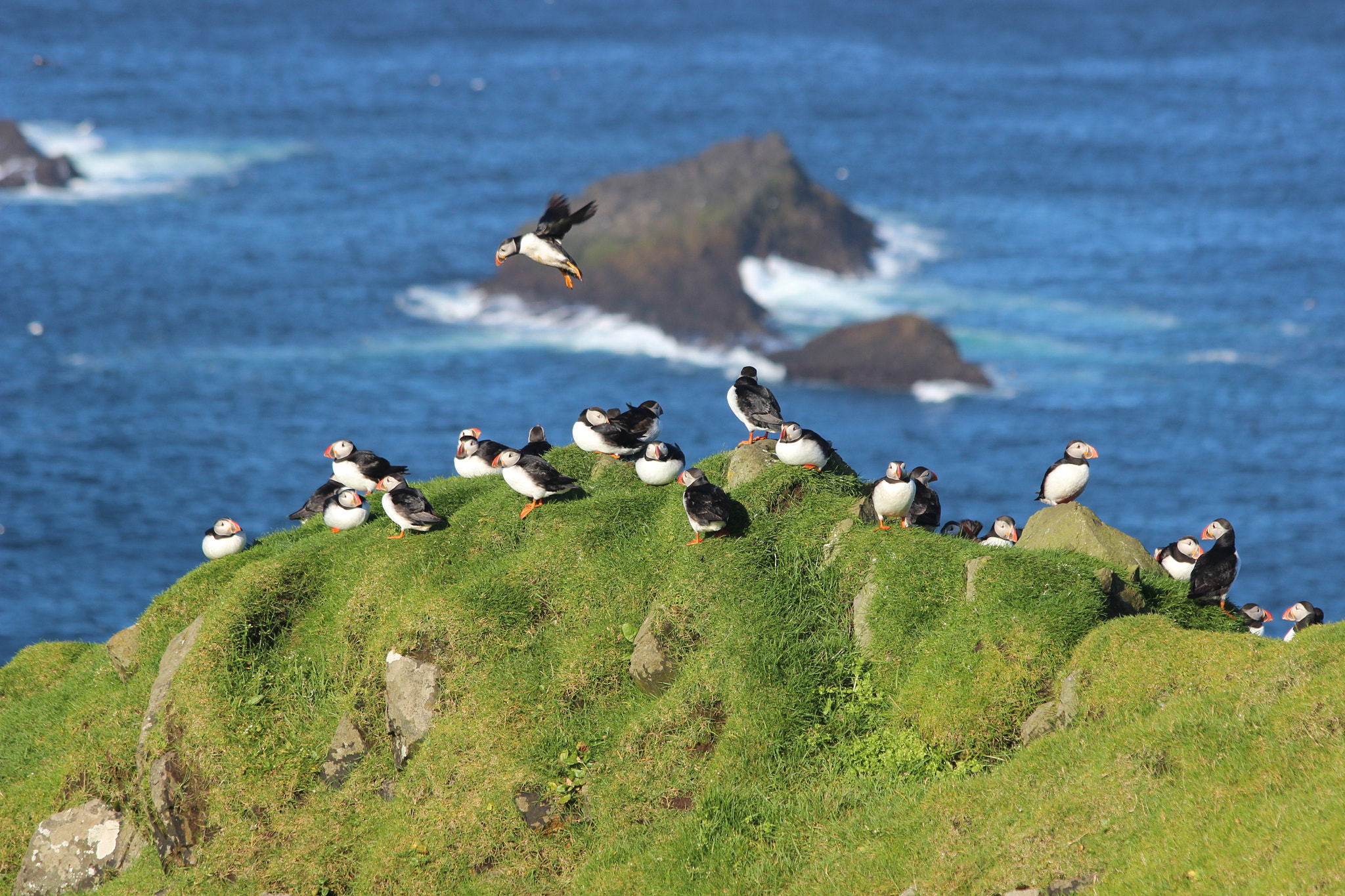 Canon EF 70-300mm F4-5.6 IS USM sample photo. Puffins in faroe islands photography