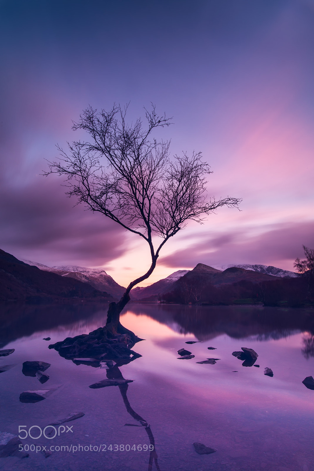 Nikon D600 sample photo. Lonely tree 2 photography