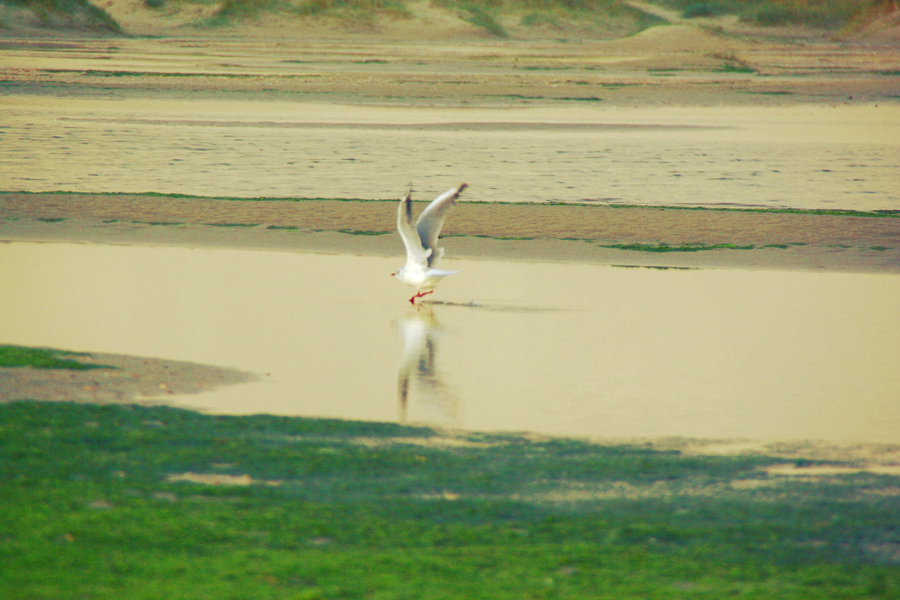 Pentax K10D sample photo. Seagull photography