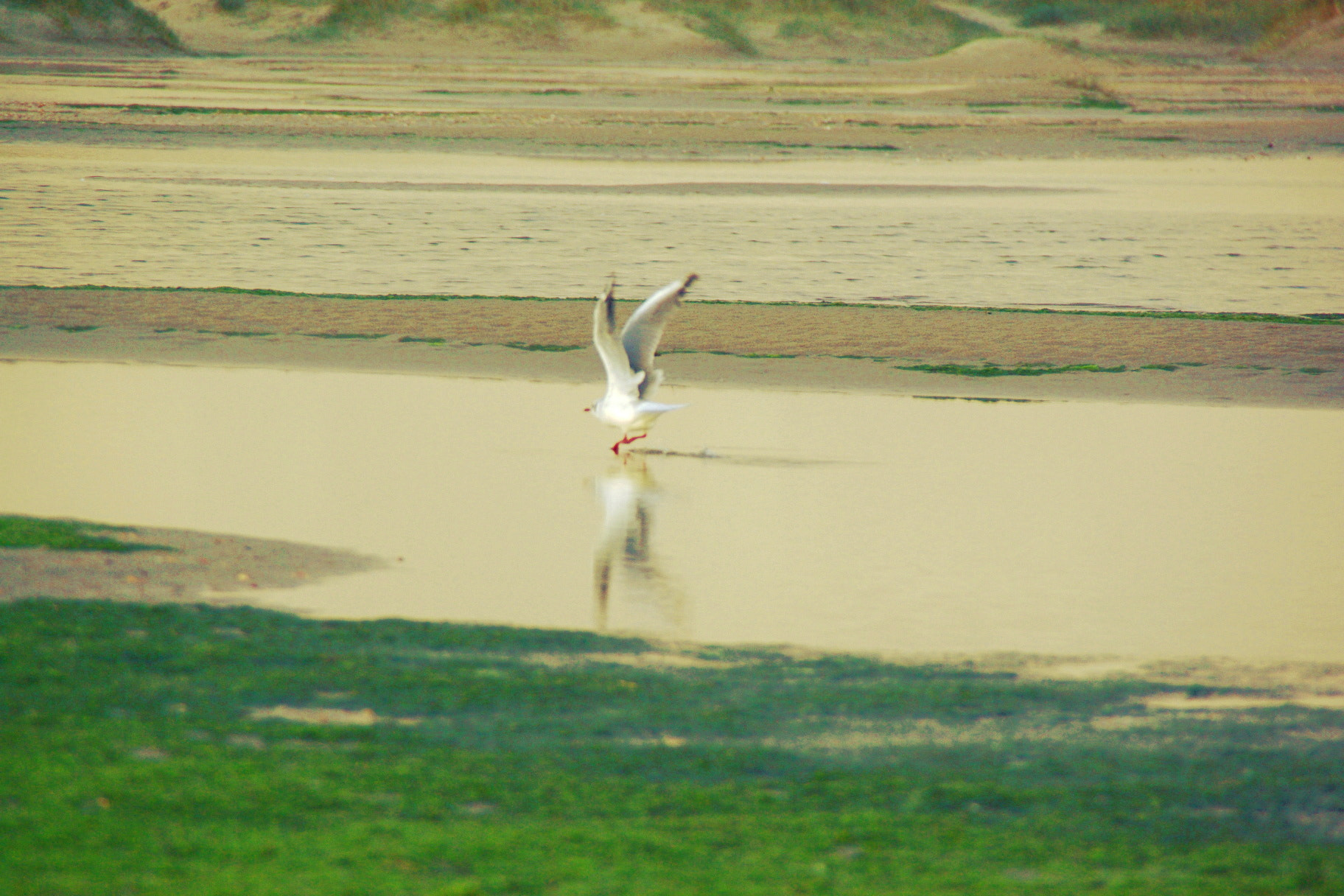 Tamron AF 18-200mm F3.5-6.3 XR Di II LD Aspherical (IF) Macro sample photo. Seagull photography