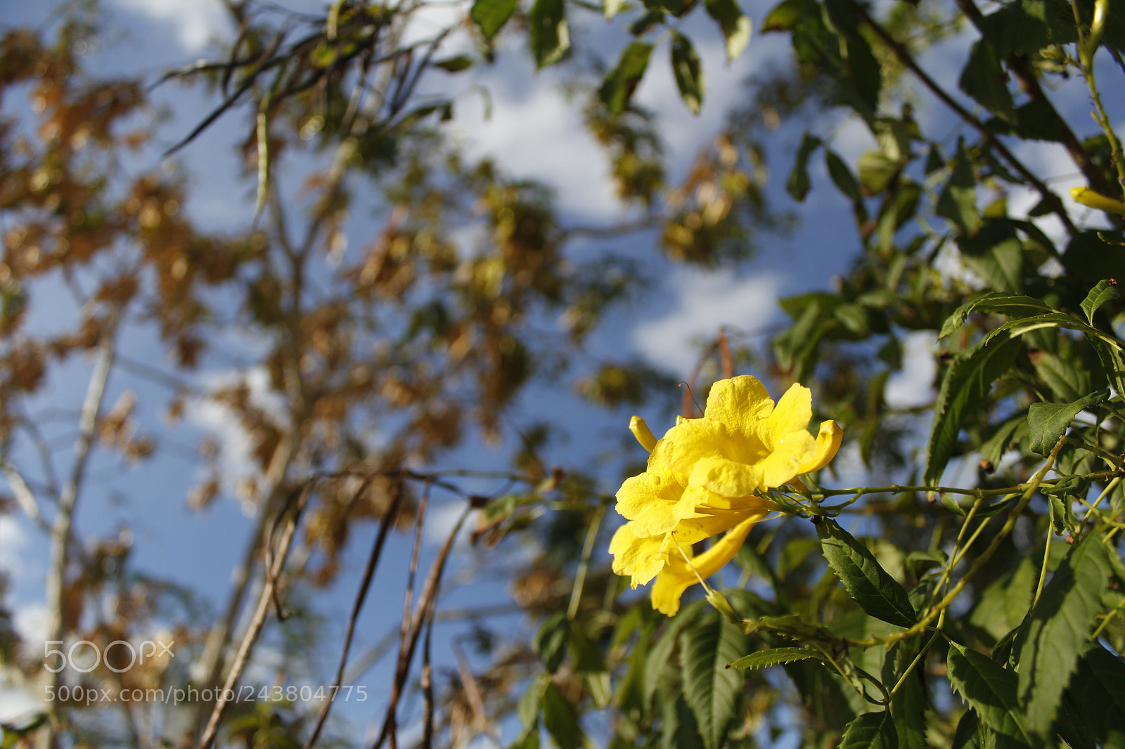 Canon EOS 1200D (EOS Rebel T5 / EOS Kiss X70 / EOS Hi) sample photo. Otoño photography